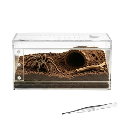 Cage à lézard en acrylique transparent pour décorer votre salon avec un gecko