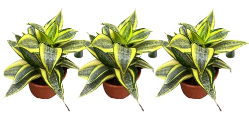 Sansevieria Golden Hahnii – Planta Natural Mini en 3 Macetas de 8 cm | Lengua de Suegra enana | Ideal para Interior | Purificadora de Aire y Fácil de Cuidar
