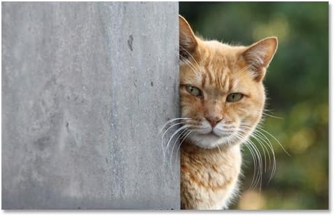 Amazon 東京の猫ポストカードシリーズ Cat In Tokyo 001 谷中 ポストカード 絵柄付はがき 文房具 オフィス用品