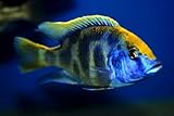 Live Freshwater Aquarium Fish - 3-4" Venustus Cichlid - by WorldwideTropicals - Live Freshwater Fish - Live Tropical Fish - Great For Aquariums - Populate Your Fish Tank!