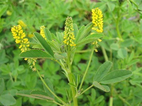 Yellow Sweet Clover 3,500 Seeds 7 Gramsusa Harvested Pollinator Bee Butterfly #TOP2