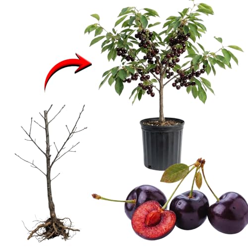 2 Black Cherry Trees Live Plants Bare Roots, Sweet Cherry