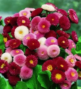 Creative Farmer Daisy Pomponent Mixed Flower Seeds (Pack of 20 Seeds) (B01LZEGJIV) Amazon Price History, Amazon Price Tracker