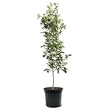 Milky Way Kousa Dogwood Tree, Prolific White Blooms, Year-Round Appeal, Premier Size, 3-4 ft Tree Height, 7 Gallon Nursery Pot (Due to Agricultural Laws, we Cannot Ship to CA, AZ, AK, or HI)
