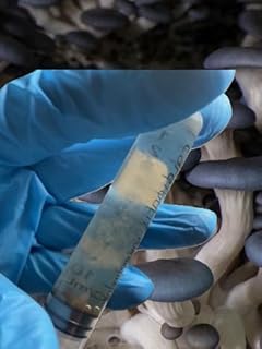 Blue Oyster Mushroom Mycelium -(Pleurotus ostreatus) (10ml Liquid Culture)