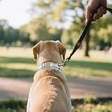 Poo4kark Reflektierende Hundehalsbänder Nylon, verstärkt, strapazierfähig, mit Schnellverschluss Metall, verstellbar für mittelgroße große Hunde (28–36 cm), 1 Stück (Grey, 28x2.5cm)