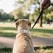 Poo4kark Reflektierende Hundehalsbänder Nylon, verstärkt, strapazierfähig, mit Schnellverschluss Metall, verstellbar für mittelgroße große Hunde (28–36 cm), 1 Stück (Grey, 28x2.5cm)