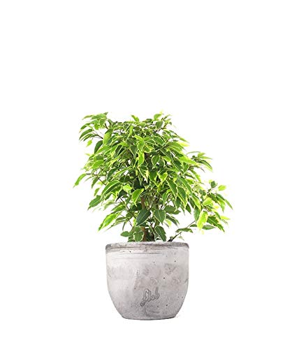 Ficus Benjamin pianta vera, ficus albero vero | con Vaso artigianale FLOB Ø 12| Altezza 30-35 cm | piante da interno| Flob flower Cemento