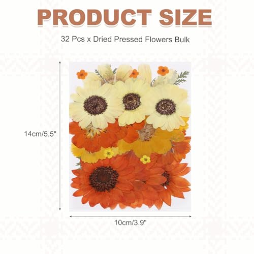 Hojas de flores prensadas secas 32 piezas para manualidades miniatura 2