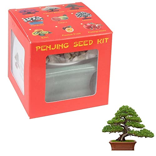 Eve's Garden Juniper Penjing Seed Kit, The Chinese Art of Bonsai. Complete Kit to Grow Chinese...