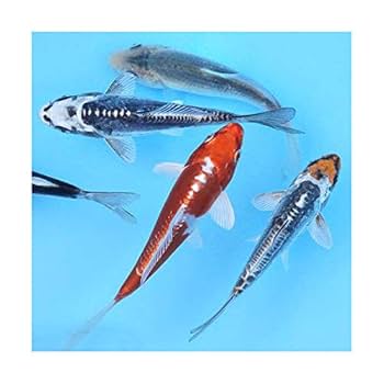 Amazon | （錦鯉）錦鯉ミックス Sサイズ 6～10cm（3匹
