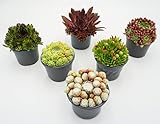 Hauswurz Winterhart, Sempervivum Mix von Rabatini, Set aus 6 Echten Bodendecker Winterhart Mehrjährig, Winterharte Pflanzen für Garten, Sukkulenten Höhe ca. 6–12 cm, im Ø 9cm Topf