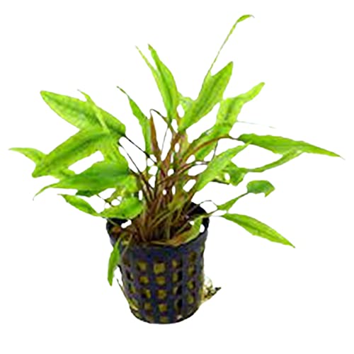 CANTON AQUATICS Cryptocoryne Crypt (Undulata) - Freshwater Crypt Plant for Aquariums - Hardy, Low-Maintenance, Perfect for Aquascaping & Low-Light Tanks - Ideal for All Skill Levels - Potted