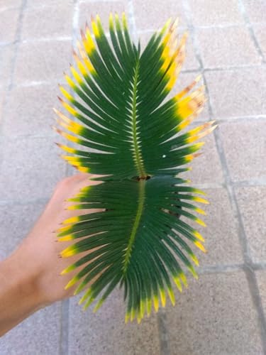 金環 ソテツ 観葉植物」の人気商品一覧 | 安い商品を通販サイトから