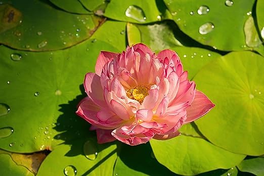 Image of Flowet Plant for Home Decor, Pooja | Large Size Flower Surely Blooming Within 45 Days lotus plant (Peachy girl)