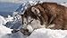 Interesting puzzle1000 piezas 3D Jigsaw Puzzles   Alaskan Malamute   Personalización Funny Puzzle
