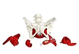 Vision Scientific VAP216 Female Pelvis with Organs