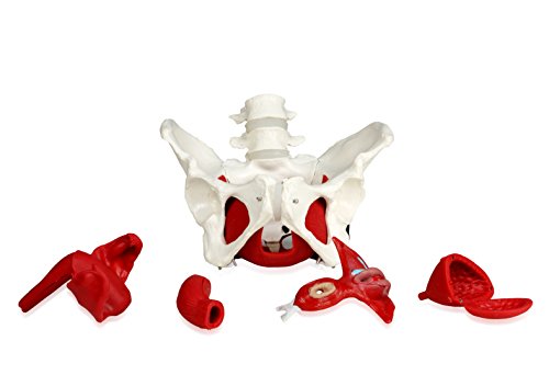 Vision Scientific VAP216 Female Pelvis with Organs | Pelvic Floor Muscles and Reproductive Organs | Removable Organs Include Uterus, Colon and Bladder