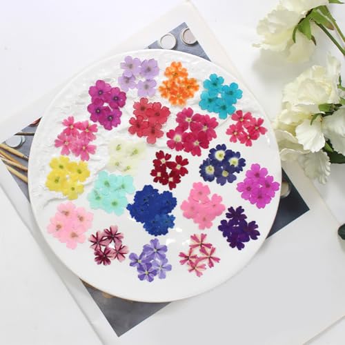 48 flores secas prensadas para manualidades miniatura 3