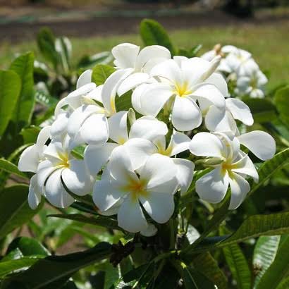 S. D ENTERPRISE All Time Plumeria Flower Live Plant (B0CLZXJZ89) Amazon Price History, Amazon Price Tracker