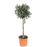Blumen-Senf Olivenbaum 100-120 cm - Olea europaea essbare Oliven