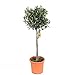 Produktbild Blumen-Senf Olivenbaum 100-120 cm - Olea europaea essbare Oliven