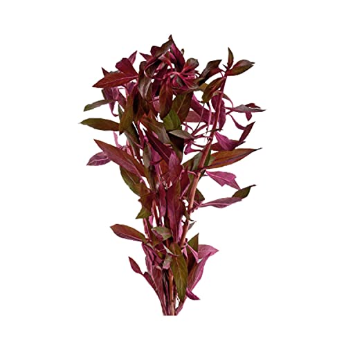 CANTON AQUATICS 3 Pack Ludwigia Repens Dark Red - Freshwater - Medium Light