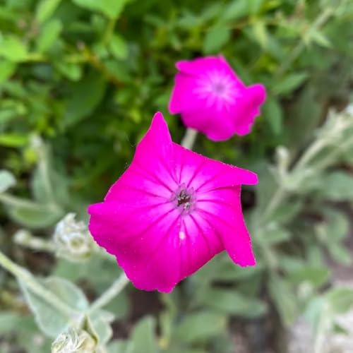 Semi di garofano, rare semi di farfalle vecchie varietà estivi esotiche decorazione da giardino per esterni per luoghi soleggiati e 100pcs