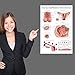 Palace Learning 2 Pack Male & Female Reproductive System Anatomical Charts - Male & Female Anatomy Poster Set - 18