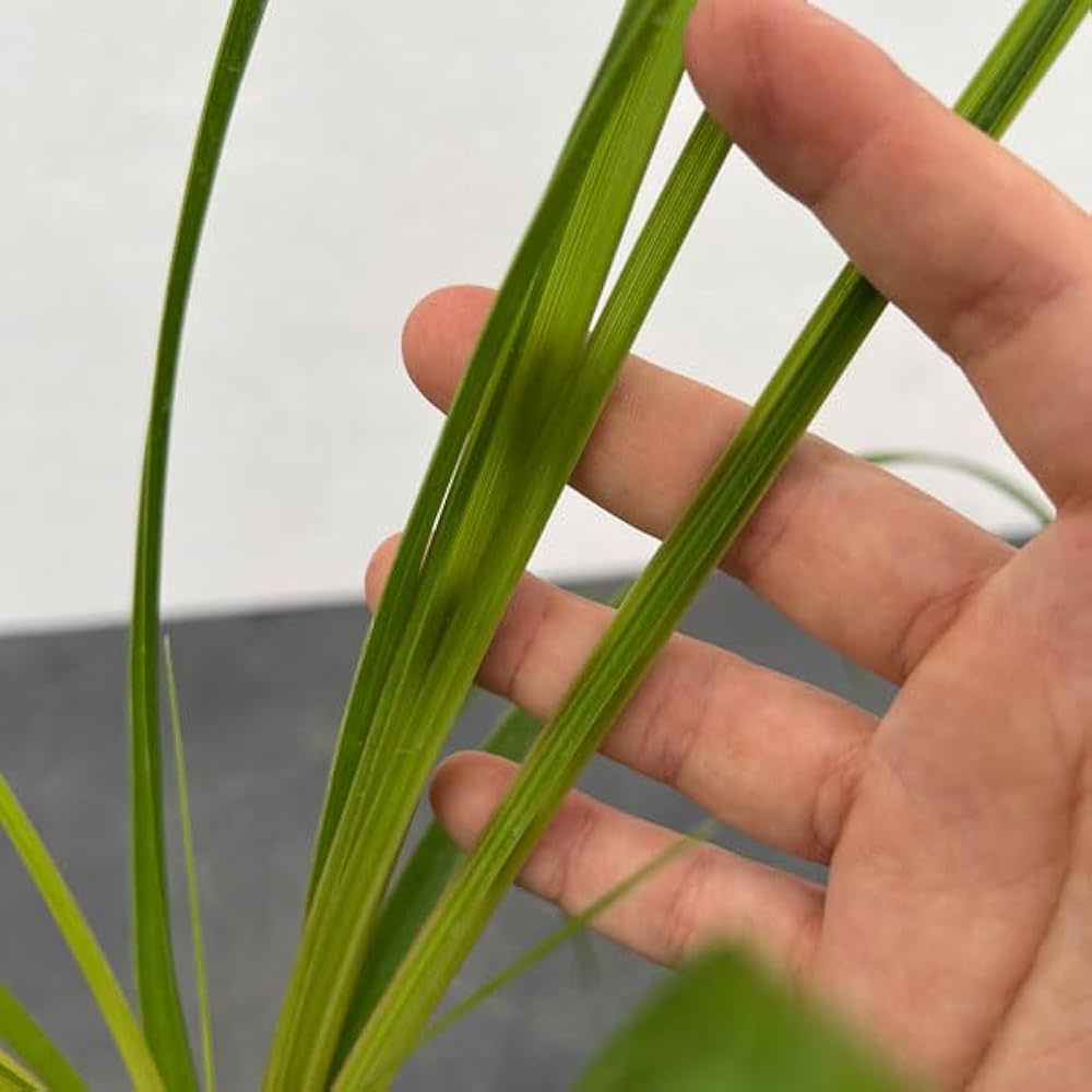 コア様リクエスト トックリラン 50株 楽天市場】（観葉植物）トックリラン 5号（1鉢） : charm 楽天