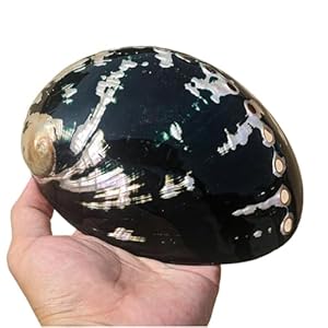 Chaasdeom Abalone-Muschel 11-15cm Dekorative Muschelhorn