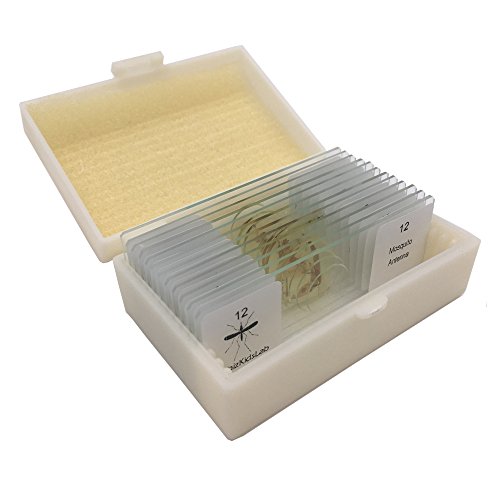 12 Prepared Insect Bug Parts Microscope Slides Set Real Beetle Specimen Postcards Stem Science Kit #TOP1
