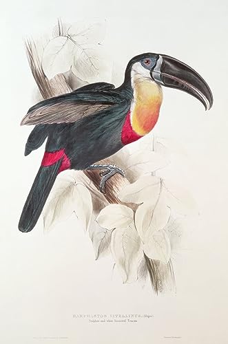 Poster toucan Edward Lear impression sur toile de qualite musee