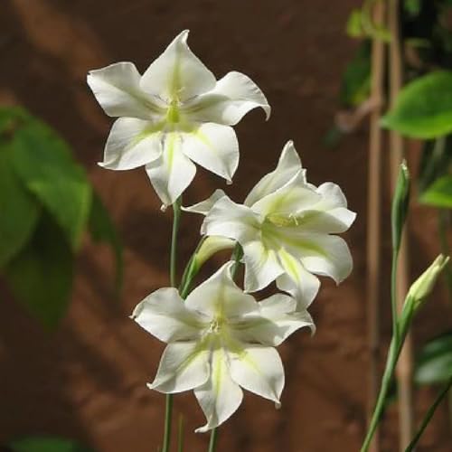 15bulbos de gladiolo en resistentes al exterior de gladiolo macetero, primavera invierno acónitos resistente perenne