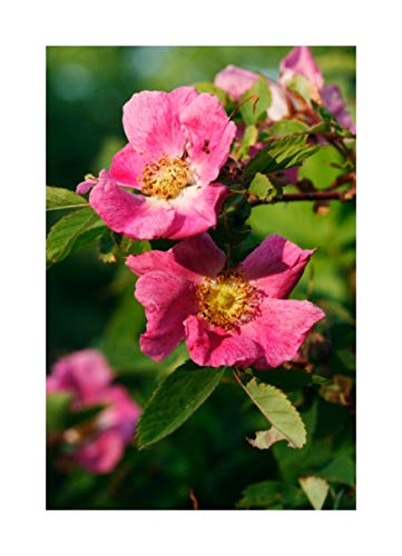 RP Seeds Rosa canina (Dog/Wild Rose) - 50 Seeds. British Nat