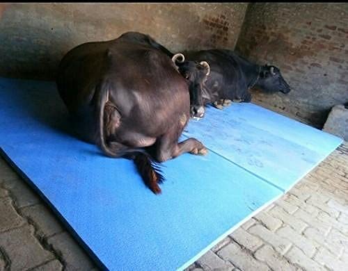 Heavy King Blue Colour Premium Cow MAT | Feeding MAT | Cow MAT Long Lasting Ethylene Vinyl Acetate BPA Free Easy Clean Waterproof Animal Feeding Mat for Cow, Buffalo & Bull (B0CST7N9VT) Amazon Price History, Amazon Price Tracker