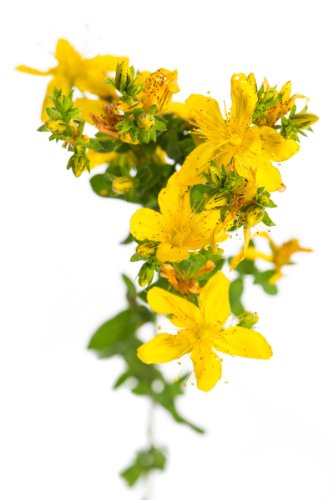 Preisvergleich Produktbild Johanniskrautöl Massageöl 1000ml - Hypericinfrei - Therapeuten Profiqualität - Dorn Breuß Massage