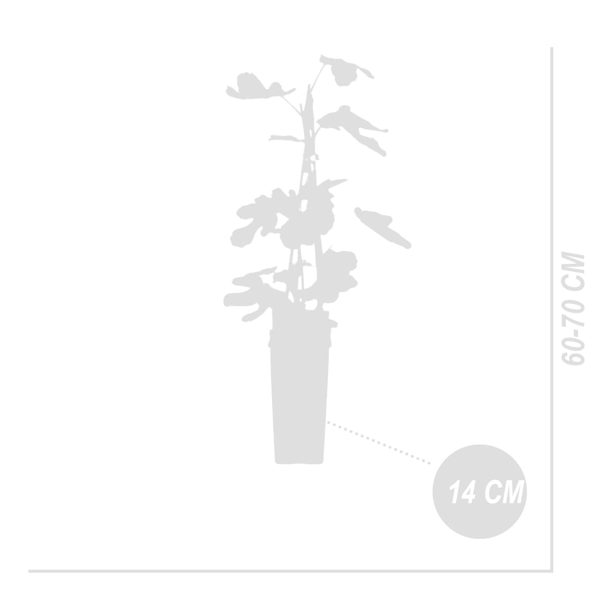 Bloomique - Set di 2 - Ficus carica ‘Brown Turkey’ - Fico - Albero da frutto - Piante da giardino - Resistente al freddo - Alte 50-70 cm - Vaso 15 cm