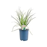 PlantaPro