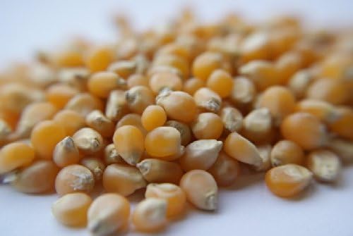 Country Products Ltd Popping Corn - Bulk - 5 Kilos