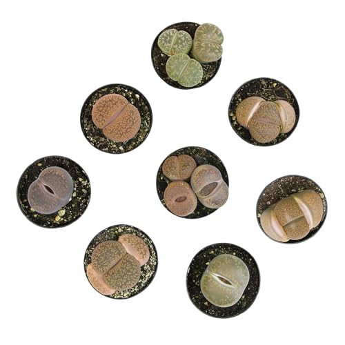 Plants for Pets Safe Non-Toxic Living Stones Succulents (8PK) XL Real Giant Lithops, Live Succulent Plants for Cats & Dogs, 2.5" Pots, Pet Friendly Houseplants, Unique Houseplant for Home or Office