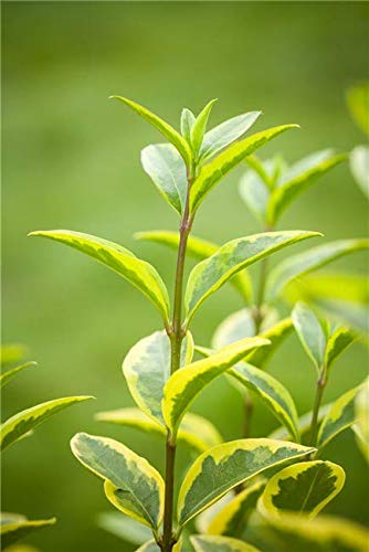 Ligustrum ovalifolium 'Aureum' 1525 cm  Winterhart, Mehrjhrig,  Pflegeleicht  Goldliguster  Heckenpflanze fr Garten & Sichtschutz :  Amazon.de: Garten