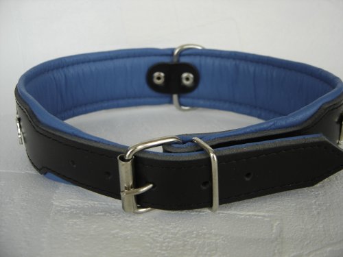 Bullterrier HUNDEHALSBAND - Halsband, Halsumfang 44-52cm/50mm, Leder Schwarz-Dunkel Blau