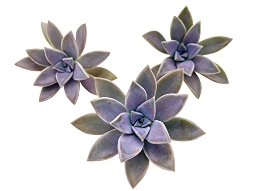 Live Succulent Cuttings (3 Graptosedum Paraguayense), Succulents Plants Live, Succulent
