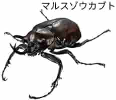 Amazon.co.jp: いきもの大図鑑アドバンス ゾウカブトと