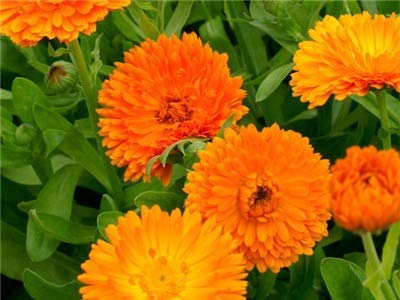 Golden Hills Farm® (AVG 50-500) seeds CALENDULA ORANGE FLOWER SEEDS (B093QG16SF) Amazon Price History, Amazon Price Tracker