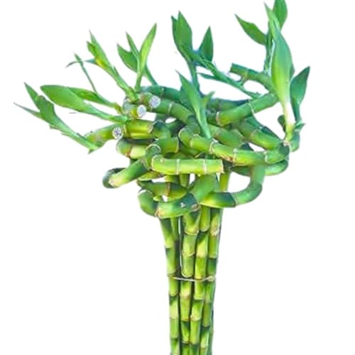 Image of Pot's & Plant's Spiral Lucky Bamboo Plant 90cm Dancing Sticks, Indoor Air Purifying Live Plant for Home & Office Decor, Feng Shui & Vastu Good Luck Plant with Growth Booster (12 Stalks (1 Bundle))