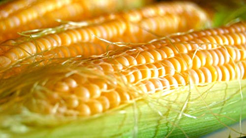 Honey Select Yellow Sweet Corn Seeds For Planting, 50+ Heirloom Seeds Per Packet, (Isla's Garden Seeds), Non Gmo Seeds, Botanical Name: Zea Mays, Great Home Garden Gift #TOP3