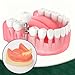 Ultrassist Dental Implant Training Lower Jaw Model, Basic Implant Training Model with Gingivae, Great Dental Training Tooth for Dental Implant Practice