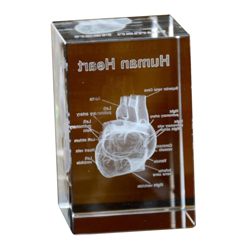 Image of Haobase 3D Crystal Anatomical Model Set, Heart Brain Teeth Skeleton Lungs, 2x2x3 inches, Medical Office Decor (Heart)